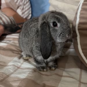 Picture of Dusty