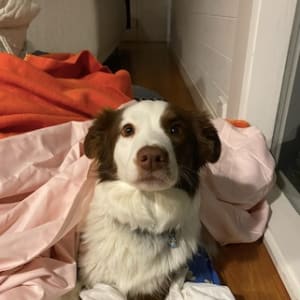 Picture of Bonnie