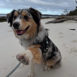 Picture of Benji