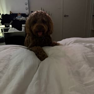 Picture of Raffa