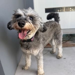 Picture of Luna