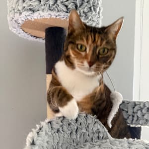 Picture of Fin