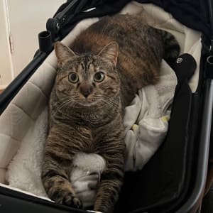 Picture of Pepper