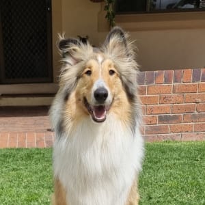 Picture of Rupert