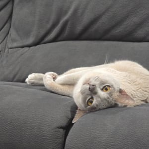 Picture of Wally