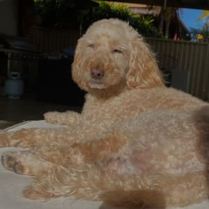 Picture of Jas