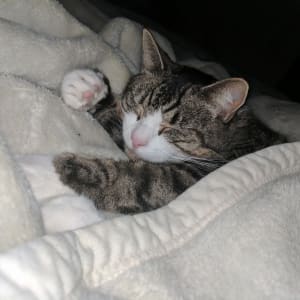 Picture of Taz