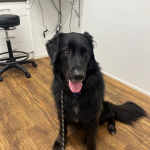 Picture of Clyde