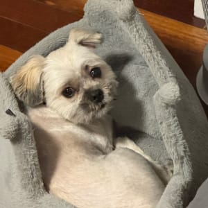 Picture of RODNEY
