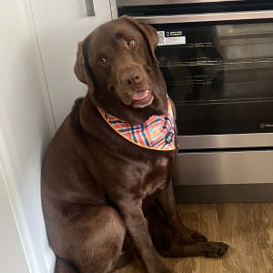 Picture of Pablo