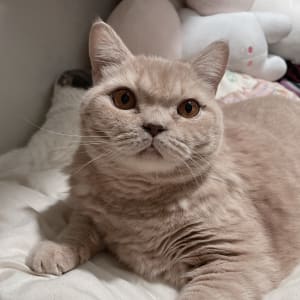 Picture of Kim Kim