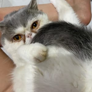 Picture of Lemon