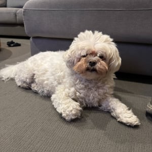Picture of Piper