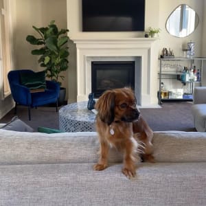Picture of Snickers