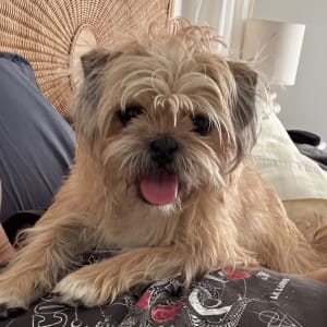 Picture of Maple