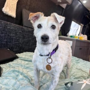 Picture of Daisy