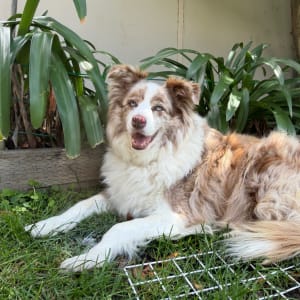 Picture of Indi