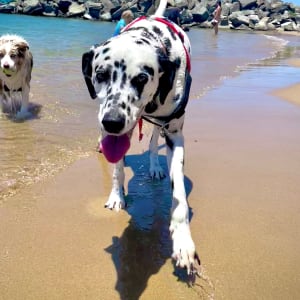 Picture of Laika