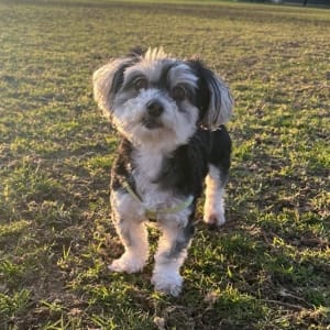 Picture of Remy
