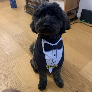 Picture of Milo