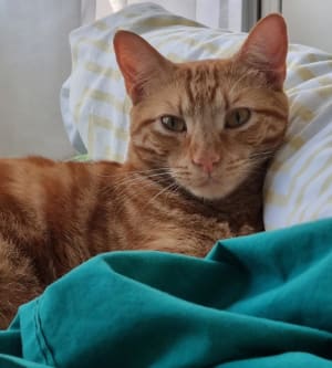 Picture of Baloo Bear