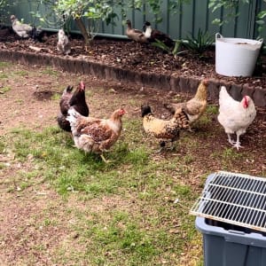 Picture of The chickens