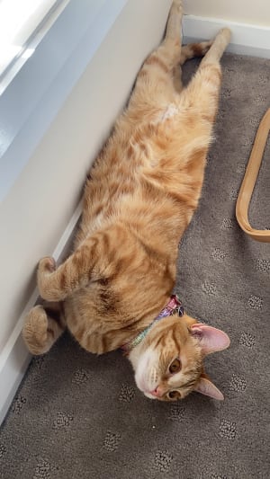 Picture of Sunny Muffin