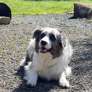 Picture of Bailey