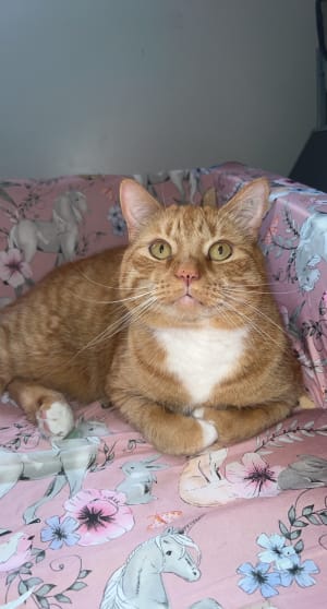 Picture of Hide-Yoshi