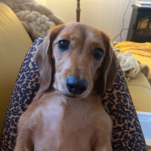 Picture of Frankie May