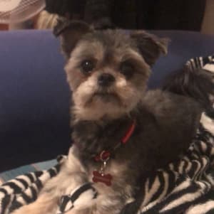 Picture of Poppy