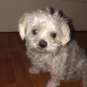 Picture of Daisy