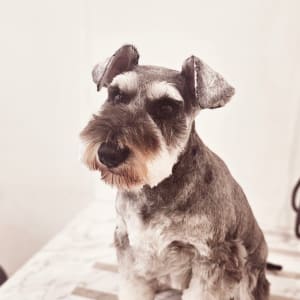 Picture of Lola