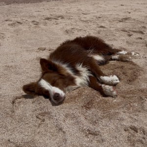Picture of Luna