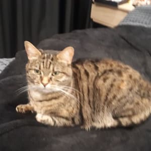 Picture of Tibby