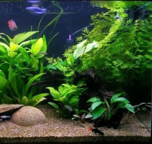 Picture of Fish