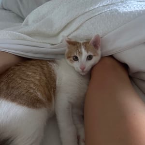 Picture of Otis