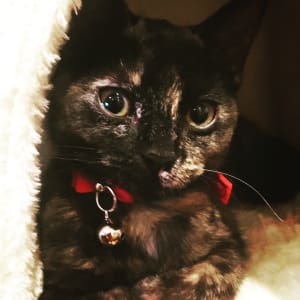 Picture of Haloumi