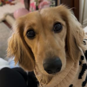 Picture of Junie