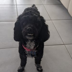 Picture of Lady