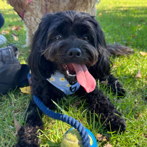 Picture of Pippa