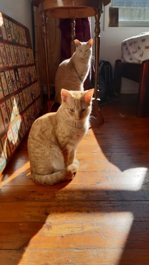 Picture of Simba and Nala