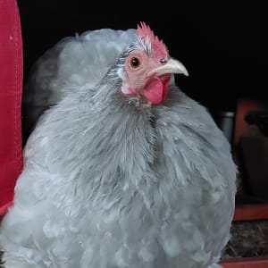 Picture of Princess Freya & Team