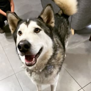 Picture of Hades