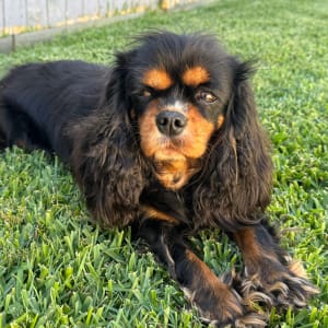 Picture of Sasha