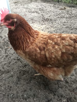 Picture of The chickens