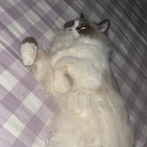 Picture of Angel