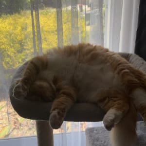 Picture of Felix