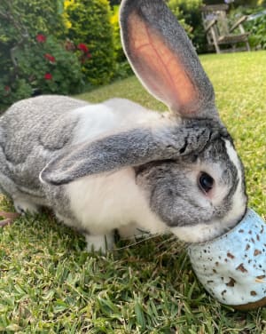 Picture of Big Wee Wee