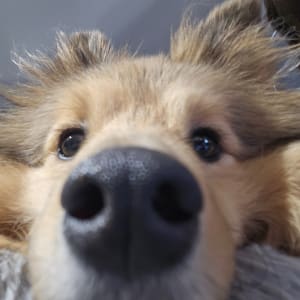 Picture of Mintie Phresh